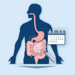 A professional medical illustration of the human digestive system and a 12-month calendar, representing the Celiac Disease gut healing timeline and recovery process.